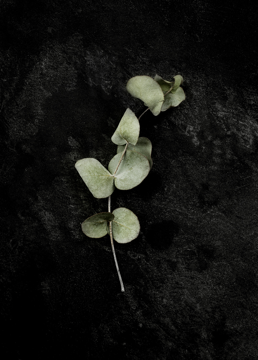 Poster "Eucalyptus" (50x70 cm) Poster "Eucalyptus" (50x70 cm)